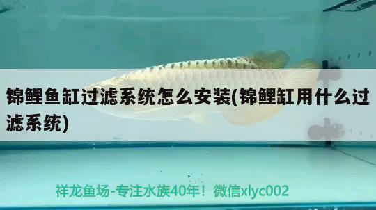 魚缸壁為什么會(huì)出綠色的苔藻呢(魚缸壁有綠藻) 杰西卡恐龍魚