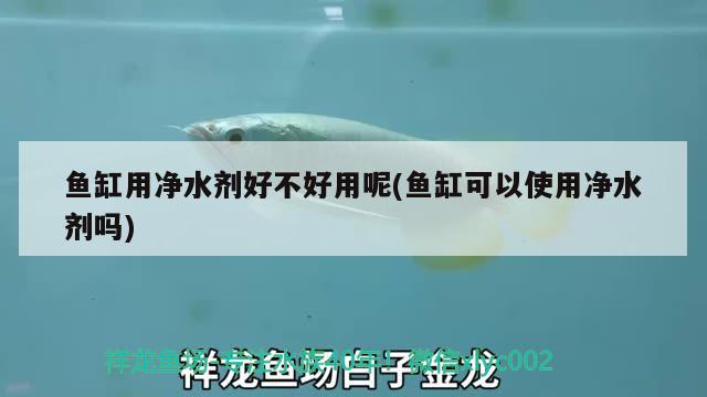 魚缸用凈水劑好不好用呢(魚缸可以使用凈水劑嗎) 皇冠黑白魟魚