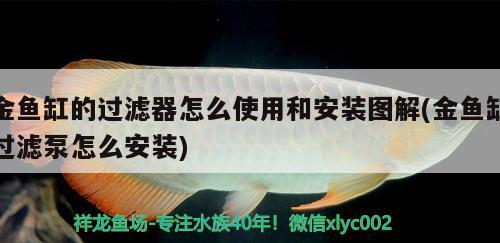 金魚缸的過濾器怎么使用和安裝圖解(金魚缸過濾泵怎么安裝) 狗仔招財貓魚