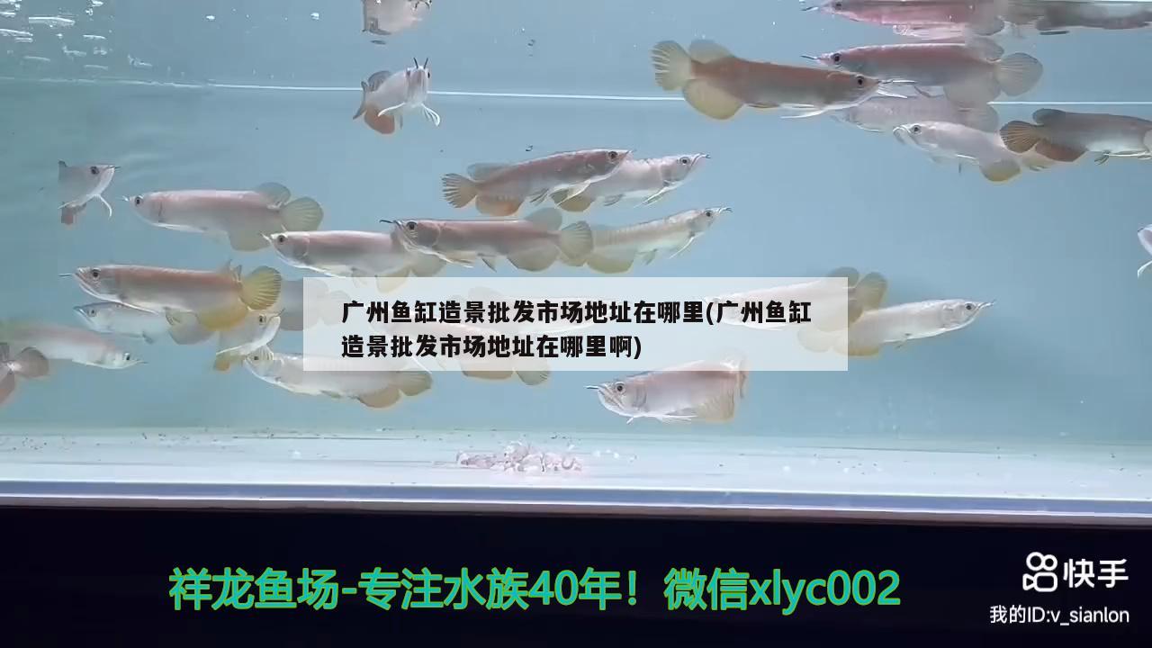 廣州魚缸造景批發(fā)市場地址在哪里(廣州魚缸造景批發(fā)市場地址在哪里啊) 刀魚魚