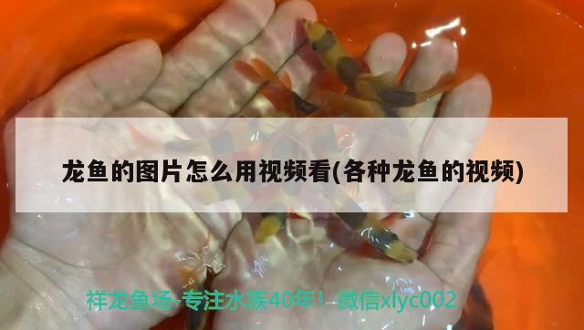 龍魚的圖片怎么用視頻看(各種龍魚的視頻)