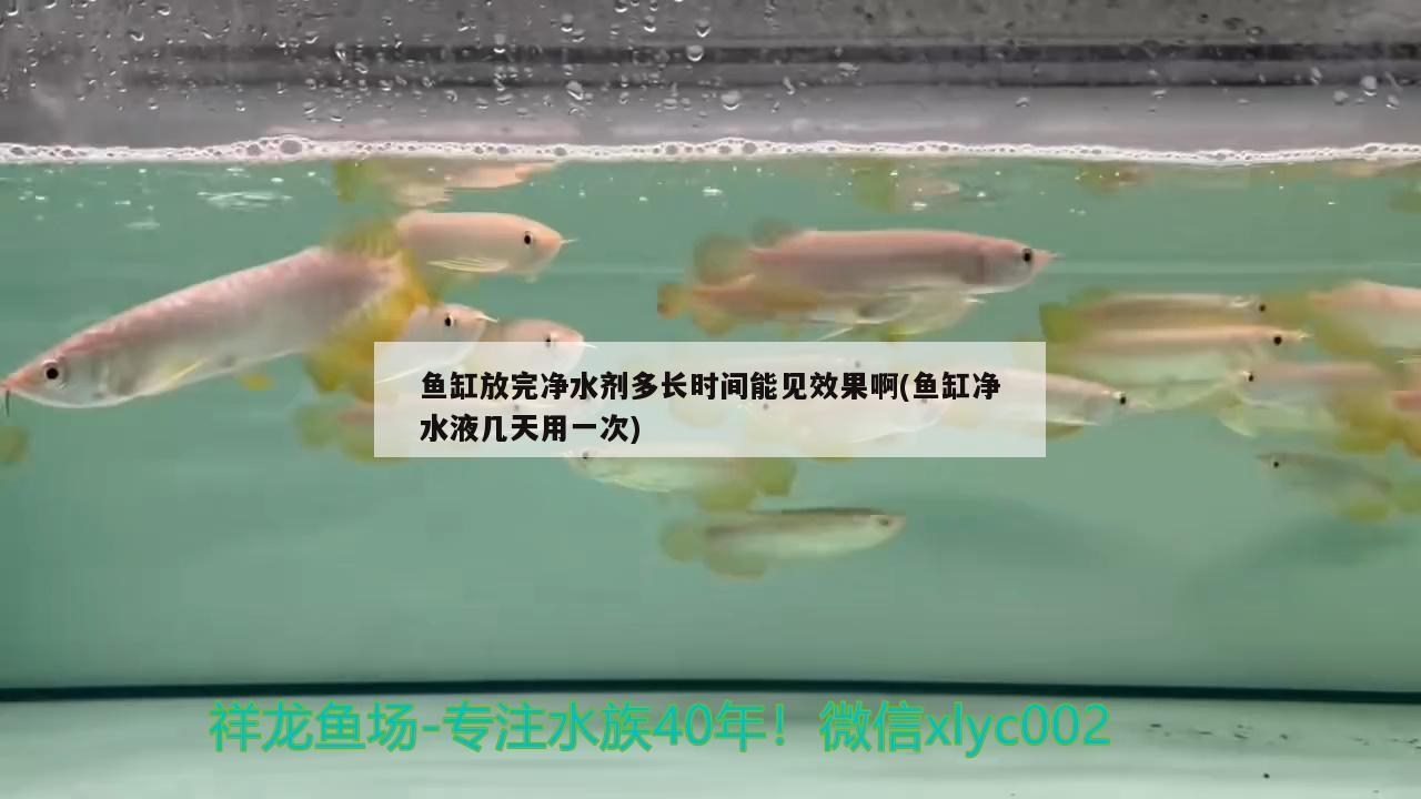 魚缸放完凈水劑多長時(shí)間能見效果啊(魚缸凈水液幾天用一次) 白子關(guān)刀魚