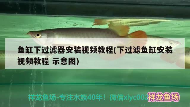 魚缸下過濾器安裝視頻教程(下過濾魚缸安裝視頻教程示意圖) 福滿鉆魚