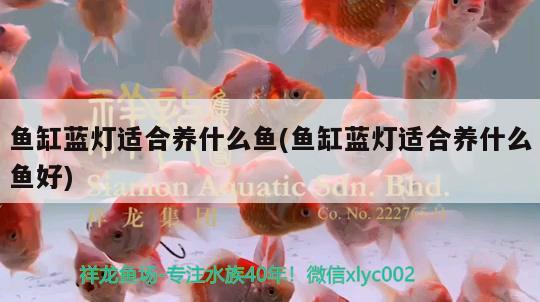 魚缸藍燈適合養(yǎng)什么魚(魚缸藍燈適合養(yǎng)什么魚好) 白化火箭魚