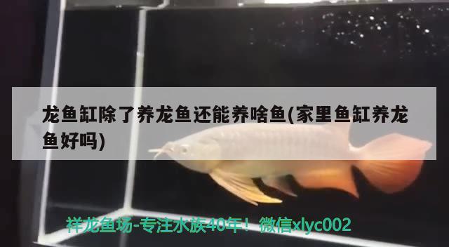 龍魚缸除了養(yǎng)龍魚還能養(yǎng)啥魚(家里魚缸養(yǎng)龍魚好嗎) 和尚魚