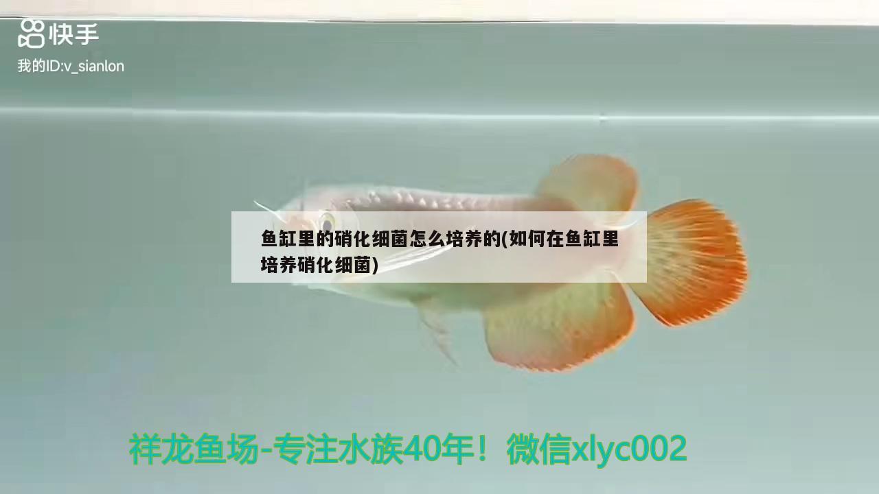 魚缸里的硝化細菌怎么培養(yǎng)的(如何在魚缸里培養(yǎng)硝化細菌) 硝化細菌 第2張