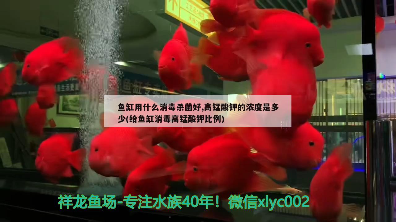 魚缸用什么消毒殺菌好,高錳酸鉀的濃度是多少(給魚缸消毒高錳酸鉀比例) 熱帶魚魚苗批發(fā)