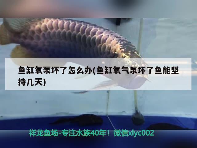 魚缸氧泵壞了怎么辦(魚缸氧氣泵壞了魚能堅(jiān)持幾天) 狗頭魚