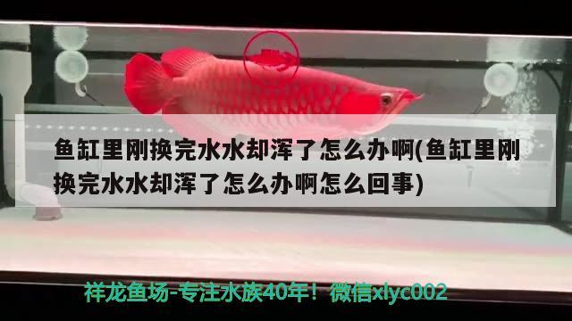 金龍魚背上爆皮，不可一次將全部掉鱗蝕鱗蝕鱗蝕鱗蝕鱗拔除，金龍魚發(fā)生疾病的原因及防治措施