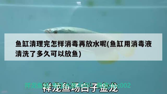 鯊魚(yú)怎么養(yǎng)？，海水鯊魚(yú)好養(yǎng)嗎，淡水鯊魚(yú)好養(yǎng)嗎，鯊魚(yú)好養(yǎng)嗎 紅魔王銀版魚(yú) 第3張