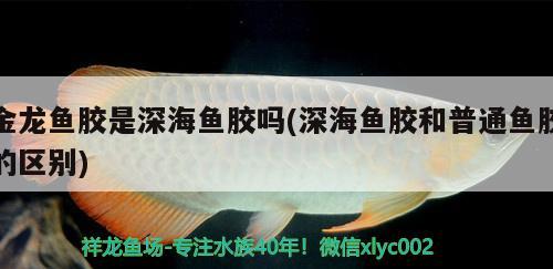 金龍魚(yú)膠是深海魚(yú)膠嗎(深海魚(yú)膠和普通魚(yú)膠的區(qū)別) 新加坡號(hào)半紅龍魚(yú)（練手級(jí)紅龍魚(yú)）