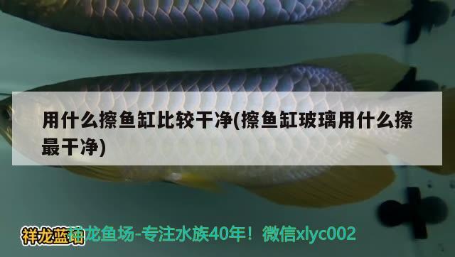 白子黃化銀龍魚(yú)用什么燈：黃化銀龍和白子銀龍區(qū)別 馬拉莫寶石魚(yú)苗