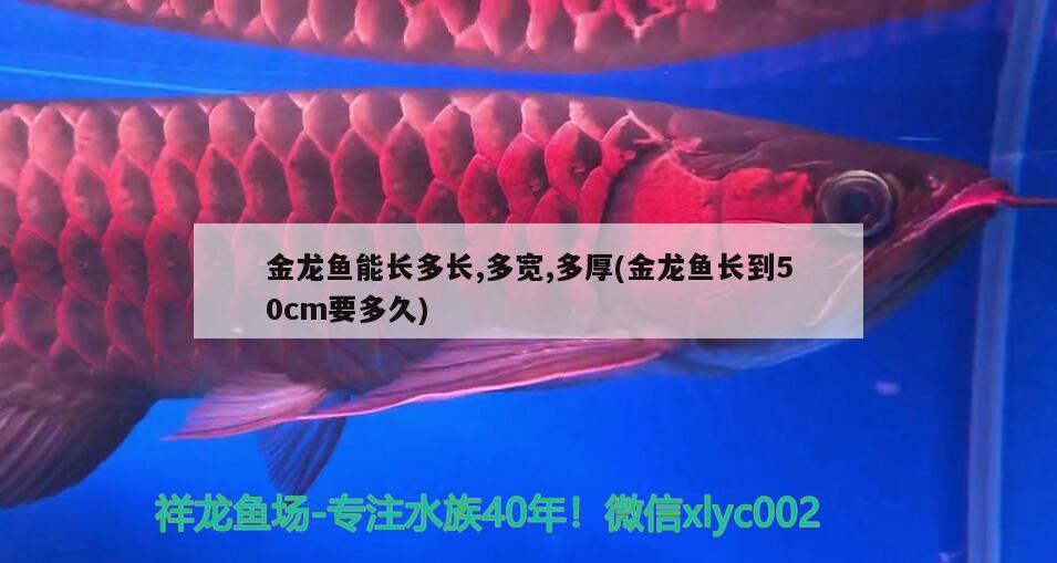 賈汪有賣魚缸的嗎在哪里（大型塑料魚缸大概多少錢） 朱巴利魚 第1張