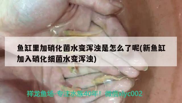 魚(yú)缸里加硝化菌水變渾濁是怎么了呢(新魚(yú)缸加入硝化細(xì)菌水變渾濁)