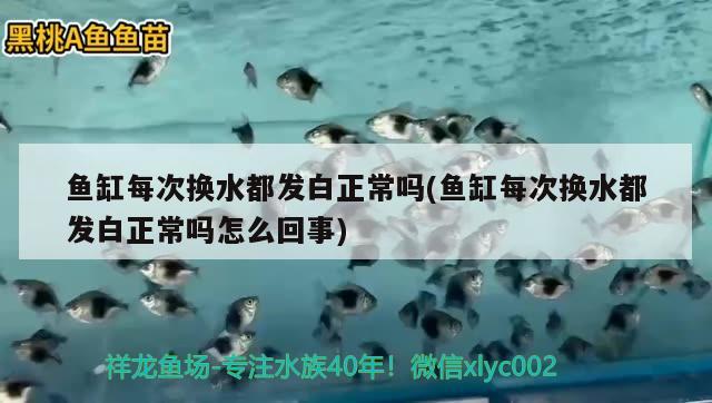 魚缸每次換水都發(fā)白正常嗎(魚缸每次換水都發(fā)白正常嗎怎么回事) 過背金龍魚