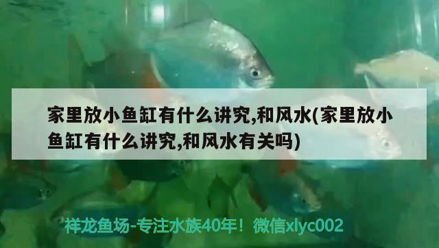 家里放小魚缸有什么講究,和風水(家里放小魚缸有什么講究,和風水有關(guān)嗎)