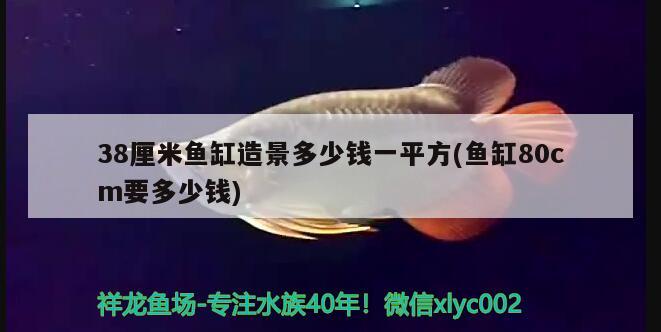 小魚(yú)苗放魚(yú)缸一下子死了咋回事(小魚(yú)進(jìn)魚(yú)缸很快就死了) 斑馬狗頭魚(yú)