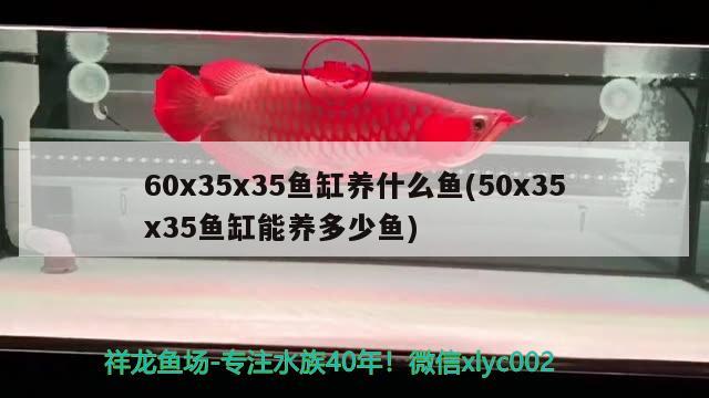 無錫魚缸維護：魚缸維修公司 養(yǎng)魚的好處 第3張