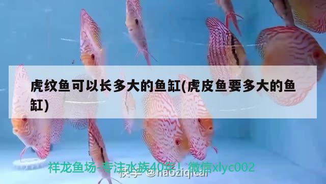 虎紋魚可以長多大的魚缸(虎皮魚要多大的魚缸) 祥龍水族護(hù)理水