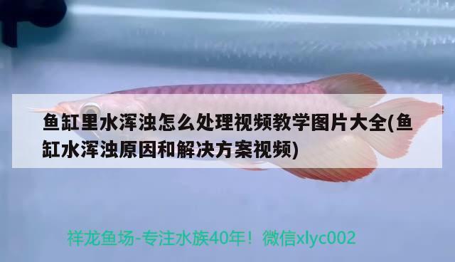 皇冠三間屬于哪層魚：這兩條魚是巴西亞還是皇冠三間，求解 巴西亞魚 第1張