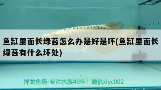 魚缸里面長綠苔怎么辦是好是壞(魚缸里面長綠苔有什么壞處) 斑馬狗頭魚