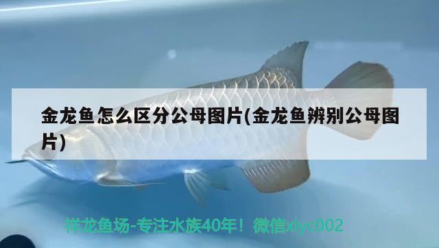 金龍魚怎么區(qū)分公母圖片(金龍魚辨別公母圖片) 印尼虎苗