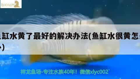 魚缸水黃了最好的解決辦法(魚缸水很黃怎么辦) 斑馬鴨嘴魚苗