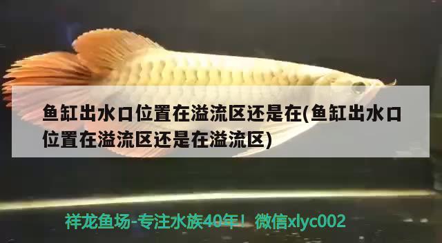 魚(yú)缸出水口位置在溢流區(qū)還是在(魚(yú)缸出水口位置在溢流區(qū)還是在溢流區(qū)) 帝王血鉆