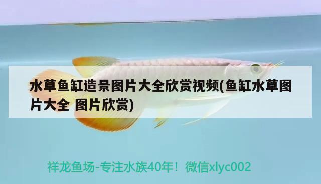 水草魚缸造景圖片大全欣賞視頻(魚缸水草圖片大全圖片欣賞) 水草