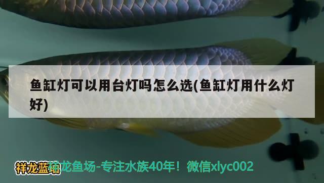 魚缸燈可以用臺燈嗎怎么選(魚缸燈用什么燈好) iwish愛唯希品牌魚缸