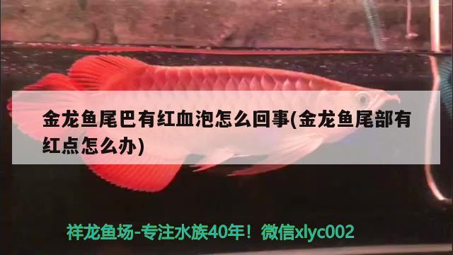 金龍魚尾巴有紅血泡怎么回事(金龍魚尾部有紅點怎么辦)