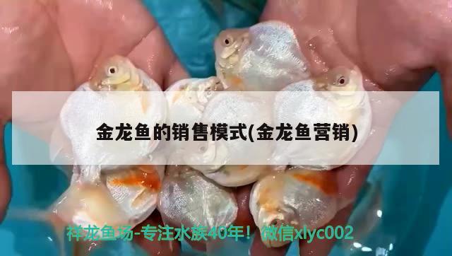 金龍魚的銷售模式(金龍魚營銷) 黃吉金龍（白子金龍魚）