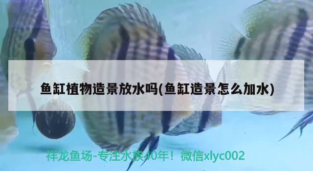 魚缸植物造景放水嗎(魚缸造景怎么加水) 虎紋銀版魚