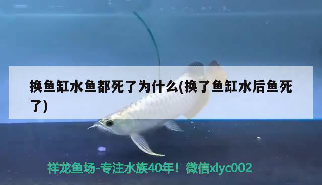 換魚缸水魚都死了為什么(換了魚缸水后魚死了) 泰國雪鯽魚