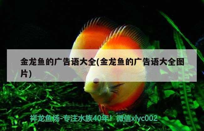 金龍魚的廣告語大全(金龍魚的廣告語大全圖片) 吉羅魚批發(fā)