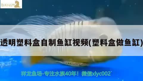 透明塑料盒自制魚缸視頻(塑料盒做魚缸) 白子紅龍魚