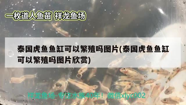 澳門金魚缸在哪里賣（澳門 金魚缸） 魚缸定做 第3張