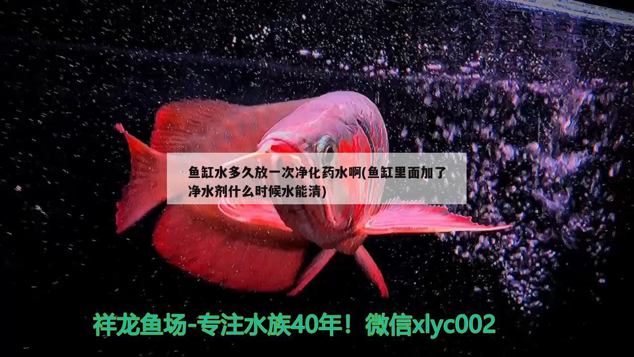 魚缸水多久放一次凈化藥水啊(魚缸里面加了凈水劑什么時(shí)候水能清)