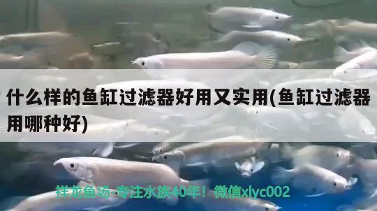 什么樣的魚缸過(guò)濾器好用又實(shí)用(魚缸過(guò)濾器用哪種好)