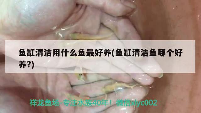 魚缸清潔用什么魚最好養(yǎng)(魚缸清潔魚哪個好養(yǎng)?)