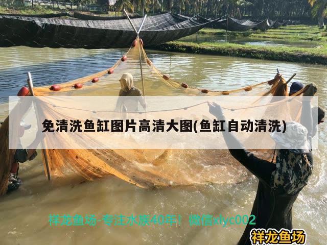 免清洗魚缸圖片高清大圖(魚缸自動(dòng)清洗) 星點(diǎn)金龍魚