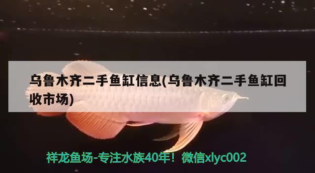 烏魯木齊二手魚缸信息(烏魯木齊二手魚缸回收市場) 金頭過背金龍魚