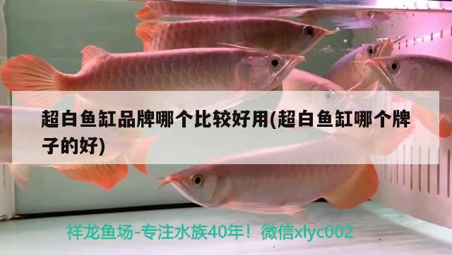 超白魚(yú)缸品牌哪個(gè)比較好用(超白魚(yú)缸哪個(gè)牌子的好) 羅漢魚(yú)批發(fā)