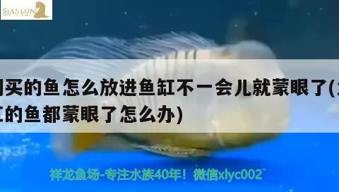 泰北虎為什么便宜，如何讓虎魚不躲在角落