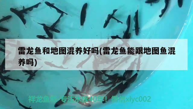 雷龍魚(yú)和地圖混養(yǎng)好嗎(雷龍魚(yú)能跟地圖魚(yú)混養(yǎng)嗎)