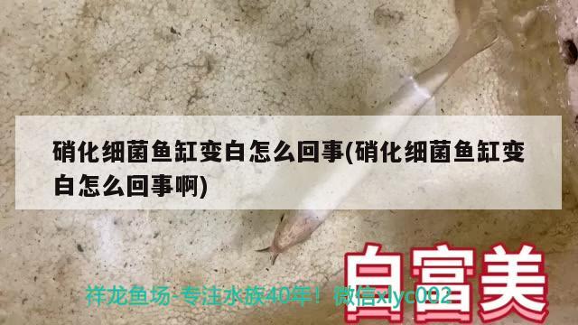 硝化細(xì)菌魚缸變白怎么回事(硝化細(xì)菌魚缸變白怎么回事啊) 硝化細(xì)菌