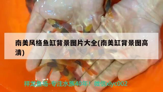 南美風(fēng)格魚缸背景圖片大全(南美缸背景圖高清) 一眉道人魚