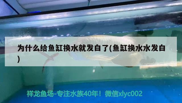 為什么給魚(yú)缸換水就發(fā)白了(魚(yú)缸換水水發(fā)白)