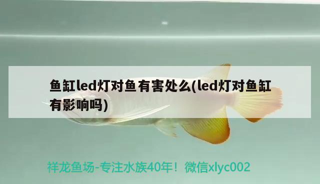 魚缸led燈對魚有害處么(led燈對魚缸有影響嗎) 超血紅龍魚