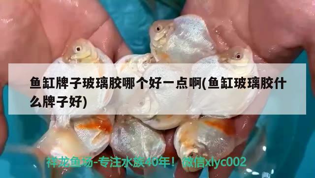 魚(yú)缸牌子玻璃膠哪個(gè)好一點(diǎn)啊(魚(yú)缸玻璃膠什么牌子好) 女王大帆魚(yú)